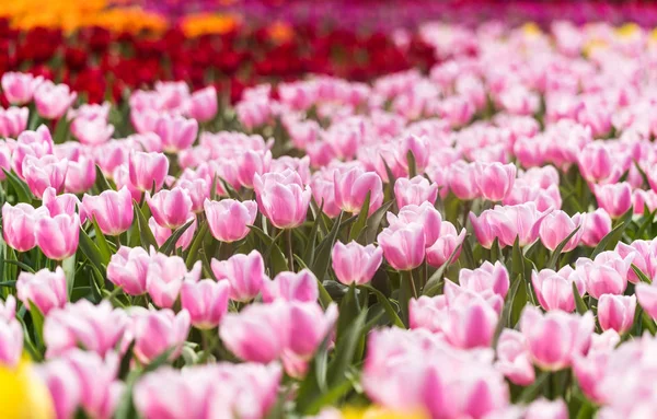 Colorido Jardín Flores Tulipán — Foto de Stock