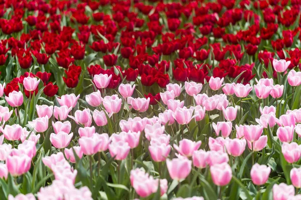Tulipan Kolorowy Kwiat Gospodarstwa — Zdjęcie stockowe