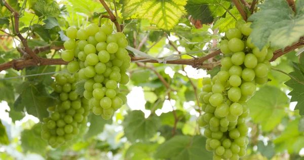 Зеленый Свежий Виноград Ферме — стоковое фото