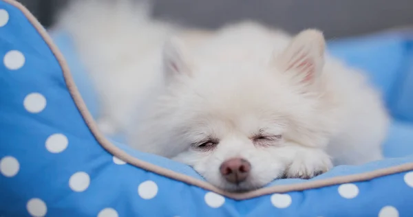 Pomerania Perro Durmiendo Cama — Foto de Stock