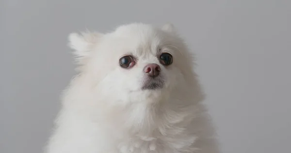 Χαριτωμένο Pomeranian Σκύλος Πρόσωπο — Φωτογραφία Αρχείου