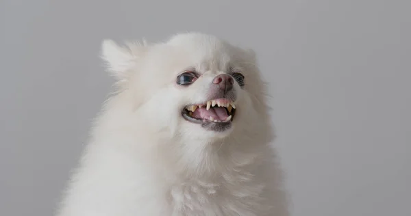 Vit Pomeranian Hund Avbarkning — Stockfoto