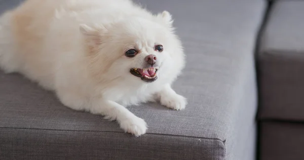 Witte Pommeren Hond Blaffen Bank — Stockfoto