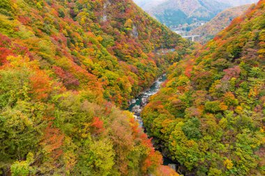 Kinugawa orman sonbahar sezonu