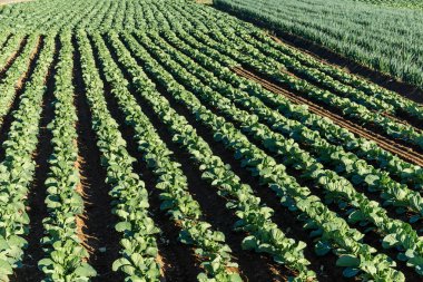 Olgun turp görüş alanı