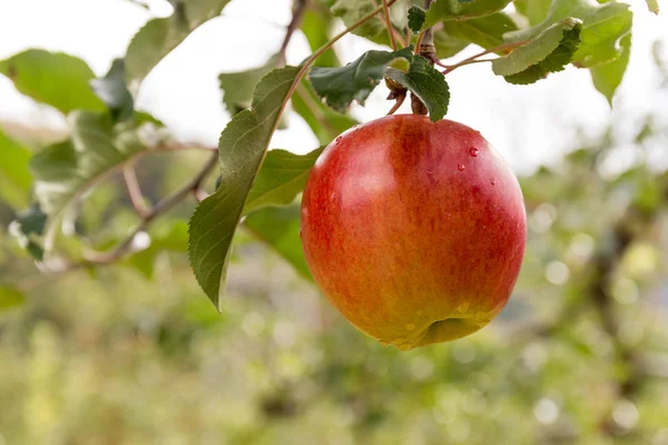 Fresh Apple Trees Farm — Stock Photo, Image