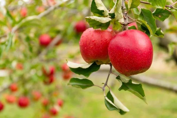 Fresh Apple Farm Garden — Stock Photo, Image