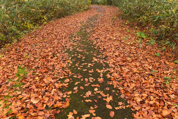 Kamenná Cesta Oblázkové Podzimní Listí Japonsku Zahradní — Stock fotografie
