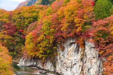 Güzel sonbahar orman ve nehir Japonya'da