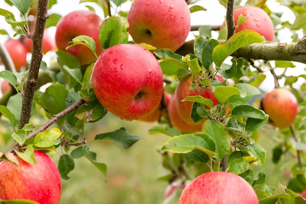 Fresh Apple Farm Garden — Stock Photo, Image