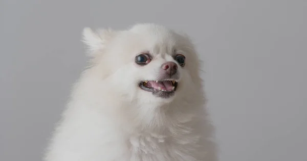 Злая Померанская Собака Белом Фоне — стоковое фото