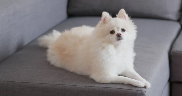 Beyaz Köpek Koltukta Oturan Pomeranian — Stok fotoğraf