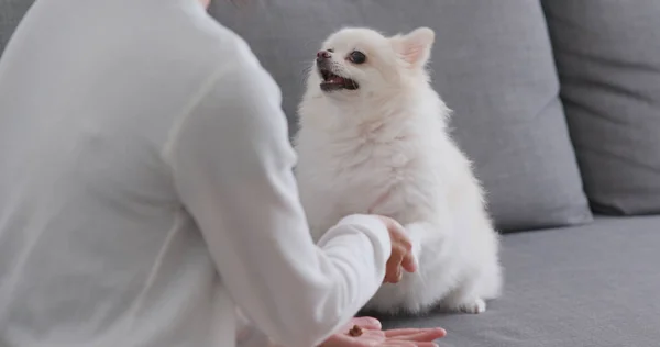 Tierbesitzerin Trainiert Ihren Pommerschen Hund — Stockfoto