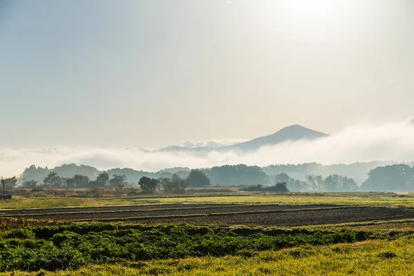 Beautiful Forest Landscape View — Stock Photo, Image