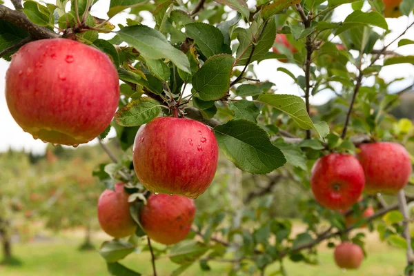 Fresh Apple Farm Garden — Stock Photo, Image