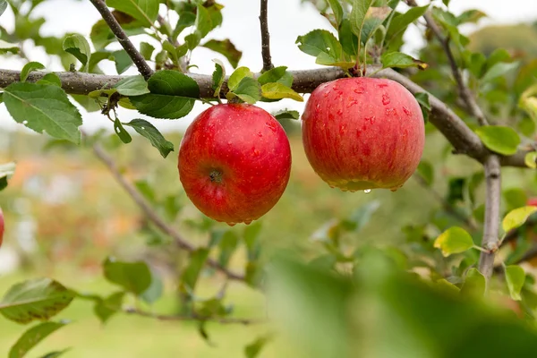 Apple Tree Garden Close — Stock Photo, Image