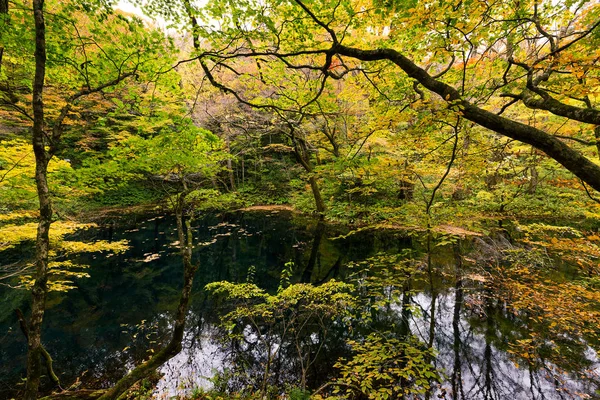 Krásné Podzimní Rybník Les — Stock fotografie