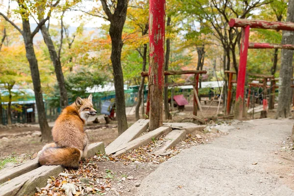 Red Fox Japanese Temple — Stock Photo, Image