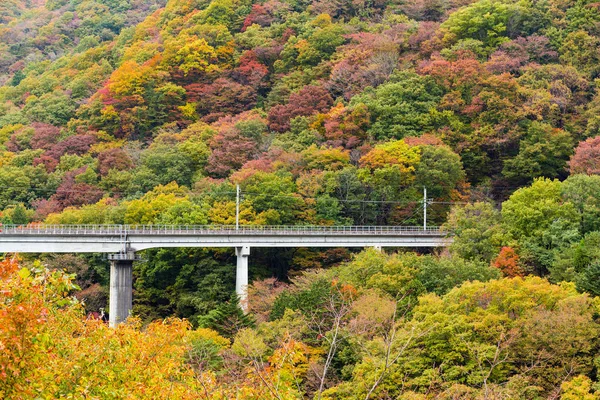 Outono Paisagem Florestal Vista — Fotografia de Stock