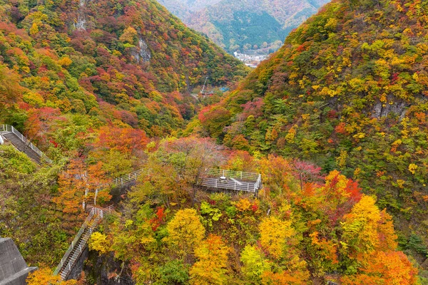 Όμορφο Δάσος Φθινόπωρο Σεζόν — Φωτογραφία Αρχείου