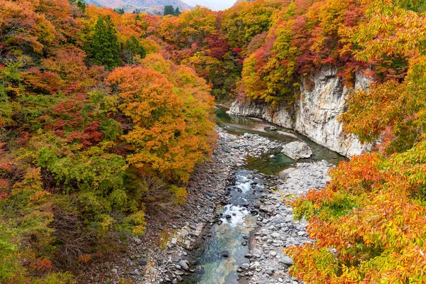 Kinugawa Forest Autumn Season — Stock Photo, Image