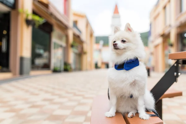 户外的白色波美拉尼亚犬 — 图库照片