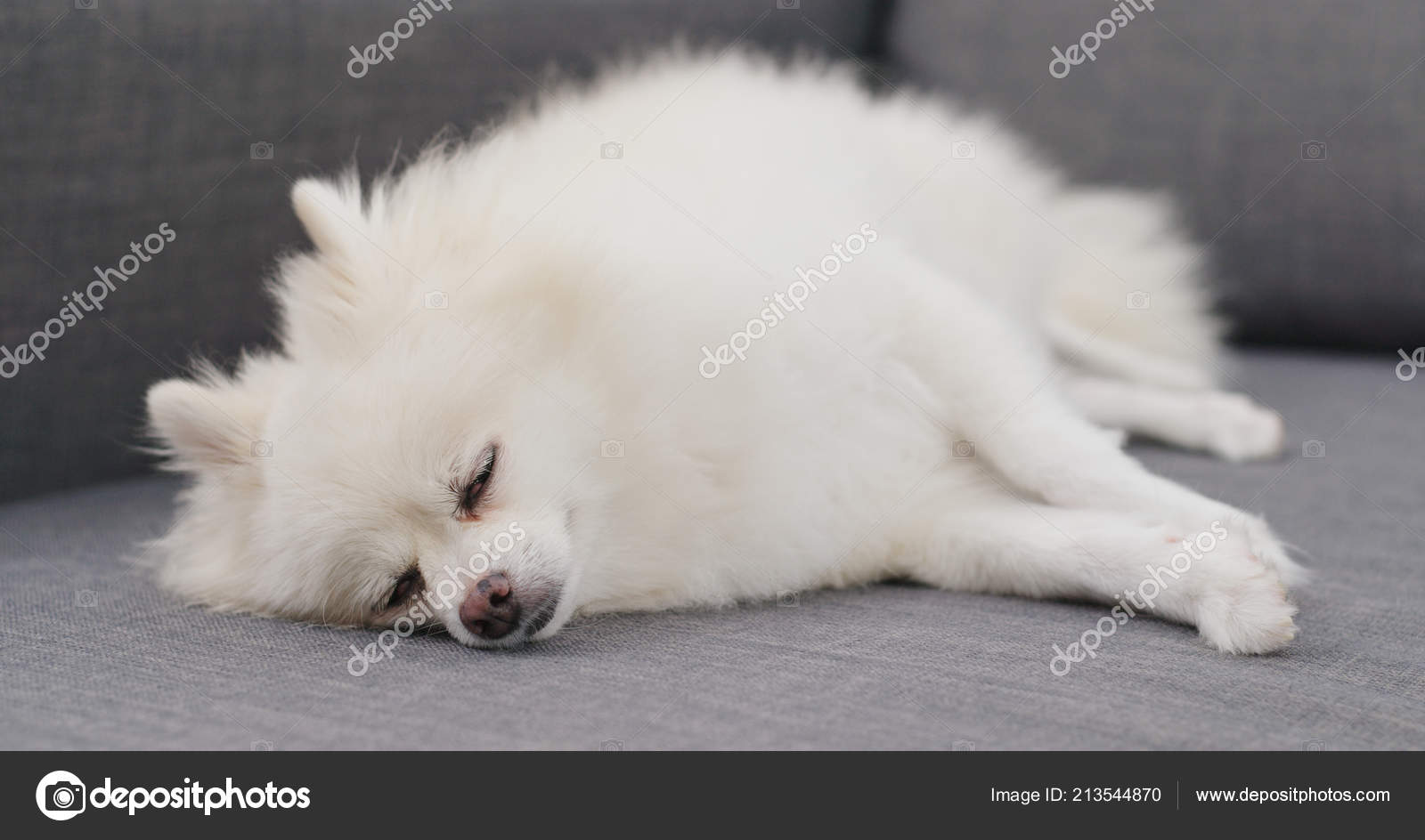Pomeranian Dog Sleep Sofa Stock Photo By C Leungchopan Pomeranian Dog Sleep Sofa Stock Photo By C Leungchopan