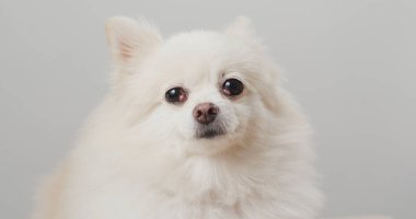 Beyaz Pomeranya köpek portresi