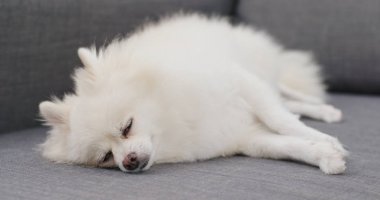 Pomeranya köpeği kanepede uyur.