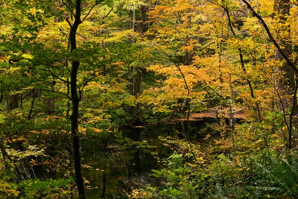 호수와 숲이을 시즌에 — 스톡 사진