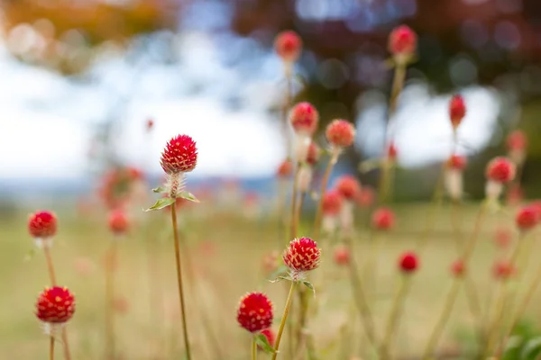 Red Grass Field Close — Stock Photo, Image