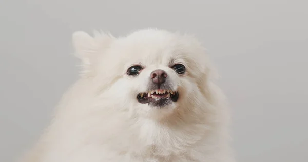 Pomeranian Cão Ficar Com Raiva — Fotografia de Stock