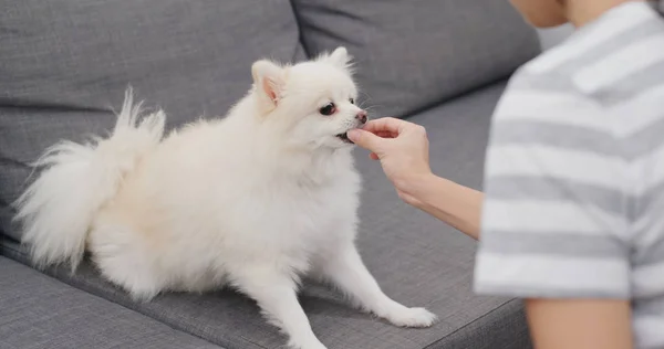 Woman feeding snack to her dog