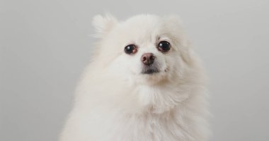 Beyaz Pomeranya köpek portresi
