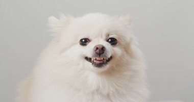 Beyaz Pomeranian köpek hissediyorum öfkeli