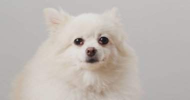 Beyaz Pomeranya köpek portresi