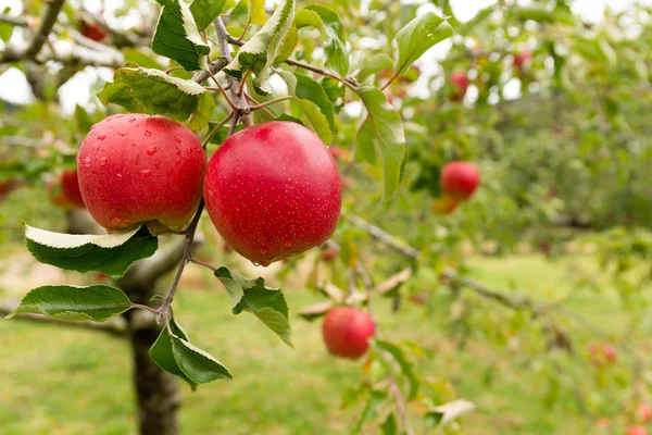 Drzewo Świeże Czerwone Jabłko — Zdjęcie stockowe