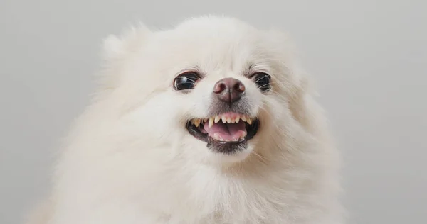 Vita Pomeranian Hund Skälla — Stockfoto