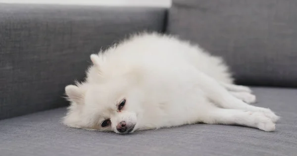Pomeranian Köpek Yorgun Hissediyorum Kanepede Uyumak — Stok fotoğraf