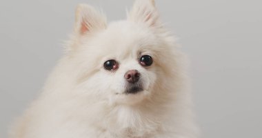 beyaz zemin üzerine Pomeranya köpeği