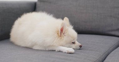 Pomeranya köpeği kanepede uyur.