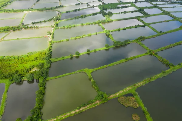 Drone Volar Sobre Los Estanques Incubación Peces —  Fotos de Stock