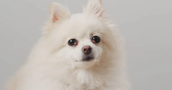 Pomeranian Dog White Background — Stock Photo, Image