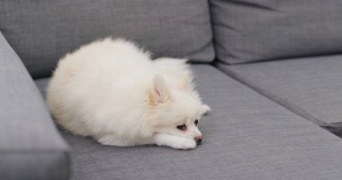 Pomeranian köpek yorgun hissediyorum ve kanepede uyumak