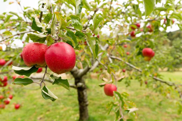 Red Apple Tree Farm — Stock Photo, Image