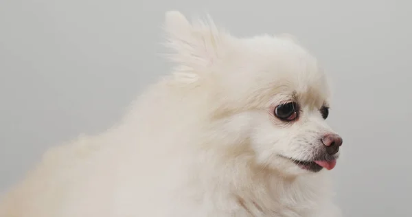 Χαριτωμένο Pomeranian Σκύλος Γλείψιμο — Φωτογραφία Αρχείου