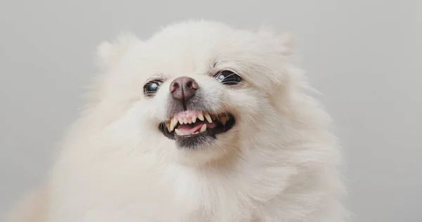 White Pomeranian Dog Bark — Stock Photo, Image