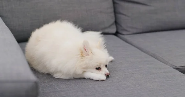 Pomeranian Σκύλος Αισθάνονται Κουρασμένοι Και Ύπνο Στον Καναπέ — Φωτογραφία Αρχείου
