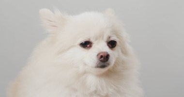Pomeranian köpek hissediyorum bıkkın
