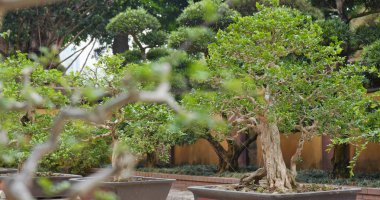 Bahçede Çin pota bitkisi